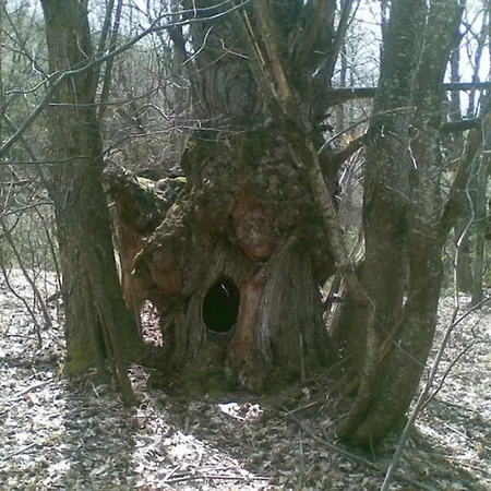 La Ca' - Casa Nel Bosco