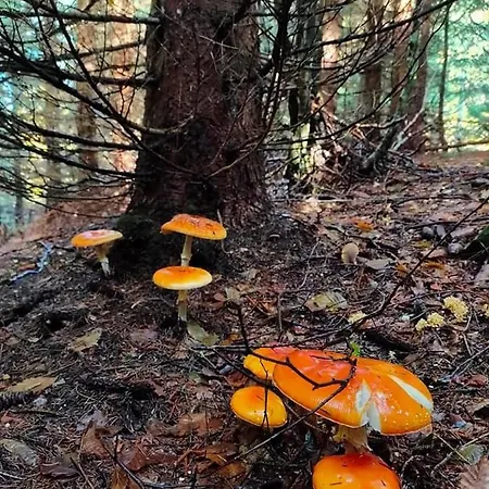La Ca' - Casa Nel Bosco